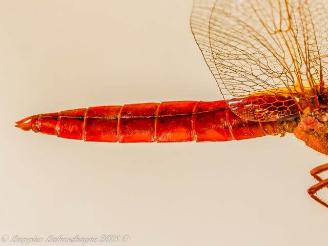 Crocothemis erythraea, Broad Scarlet. Male Abdomen Dorsal view 100 1008 Crocothemis erythraea Broad Scarlet Male Close UP RNR GP RSA June 2018r 13