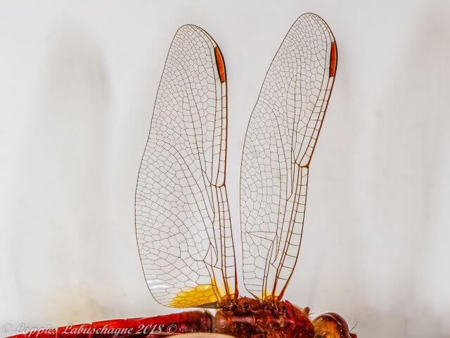 100 2058 Crocothemis erythraea Broad Scarlet Male Close UP RNR GP RSA June 2018r 15
