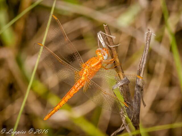 100 1165   Young Male river Dec 2016r 4