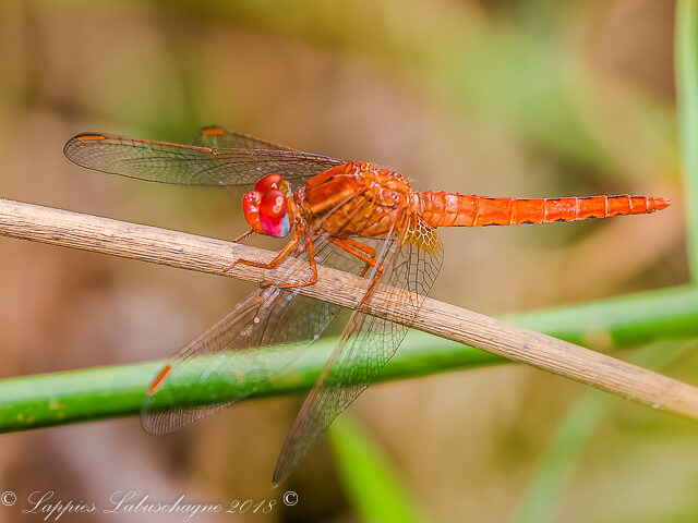 100 3319 Crocothemis sanguinolenta Little Scarlet Male Lajuma Nature Reserve LP RSA Dec 2018r 1