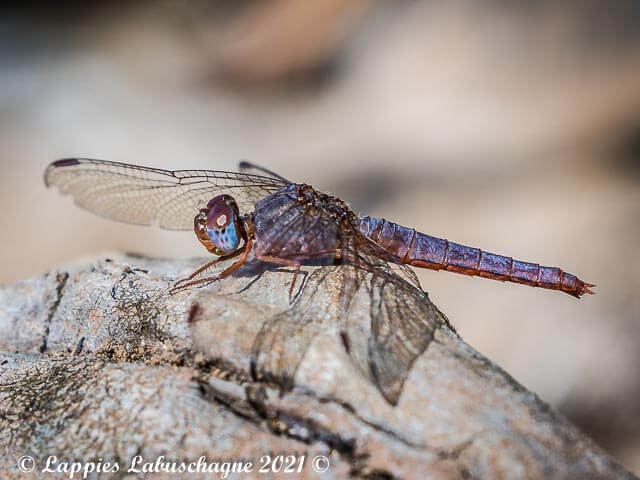 100 1170 Crocothemis sanguinolenta Little Scarlet Teneral Female Mooinooi NWP RSA Dec 2015r 3