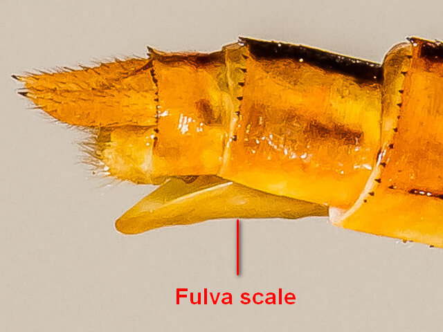100 3317 Little scarlet Fuva scale anotated