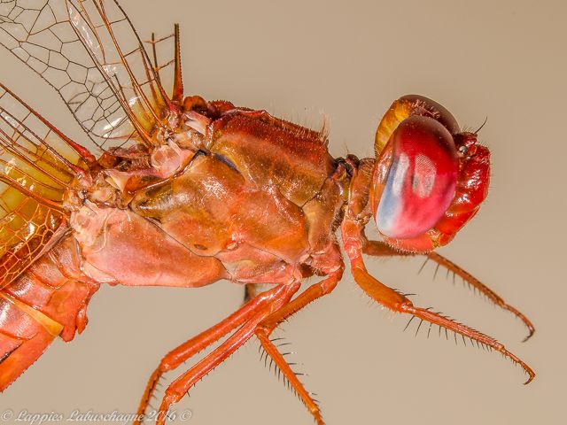 100 1969 Crocothemis sanguinolenta Little Scarlet Mooinooi NWP RSA Nov 2016r 5