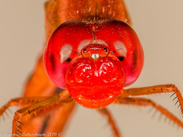 100 1973 Crocothemis sanguinolenta Little Scarlet Mooinooi NWP RSA Nov 2016r 11