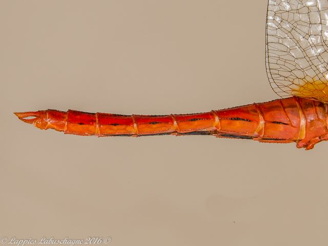100 1975 Crocothemis sanguinolenta Little Scarlet Mooinooi NWP RSA Nov 2016r 14