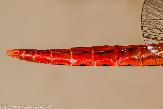 100 1977 Crocothemis sanguinolenta Little Scarlet Mooinooi NWP RSA Nov 2016r 20