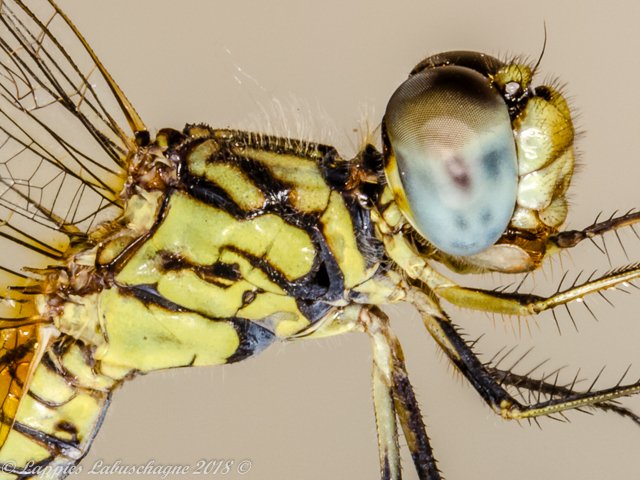 Diplacodes lefebvrii Black Percher Female 100 2095 Diplacodes lefebvrii Black Percher Female Close up Ndumo KZN RSA Mch 2018r 5