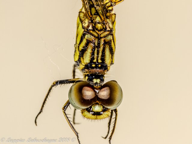 Diplacodes lefebvrii, Black Percher. Female 100 2096 Diplacodes lefebvrii Black Percher Female Close up Ndumo KZN RSA Mch 2018r 4