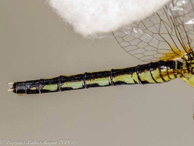 Diplacodes lefebvrii Black Percher Female 100 2100 Diplacodes lefebvrii Black Percher Female Close up Ndumo KZN RSA Mch 2018r 17