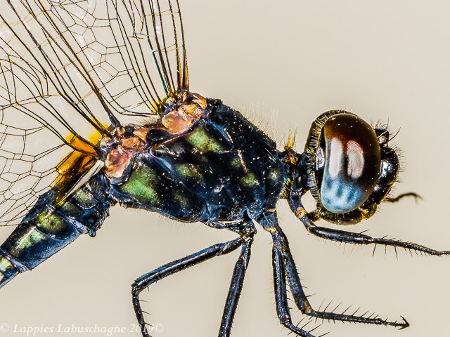 Diplacodes lefebvrii Black Percher Male 100 2694 Diplacodes lefebvrii Black Percher Male Close up Ndumo KZN RSA Mch 2019r 4