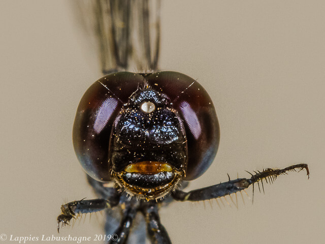 Diplacodes lefebvrii Black Percher Male 100 2697 Diplacodes lefebvrii Black Percher Male Close up Ndumo KZN RSA Mch 2019r 9