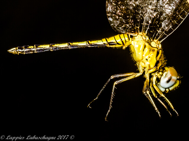 Diplacodes lefebvrii Black Percher Young Male Diplacodes lefebvrii Black Percher Female NWP RSA Nov 2015r 4