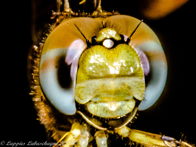 Diplacodes lefebvrii Black Percher Young Male Face 100 2081 Diplacodes lefebvrii Black Percher Female NWP RSA Nov 2015r 10