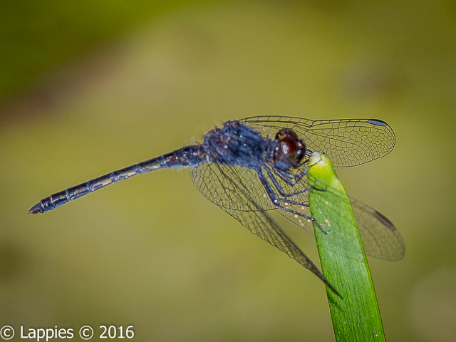 Diplacodes pumila, Dwarf Percher, Male male Swartfontein Sept 2016r 7