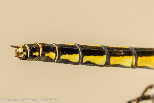 Diplacodes pumila Dwarf Percher Female Abdomen Lateral View 100 1573 Diplacodes pumila Dwarf Percher Female Hertzogberg MP RSA Nov 2017r 22
