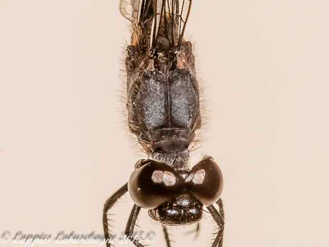 Diplacodes pumila Dwarf Percher Male Thorax Dorsdal View Diplacodes pumila Dwarf Percher Swartfontein MP RSA Jul 2015