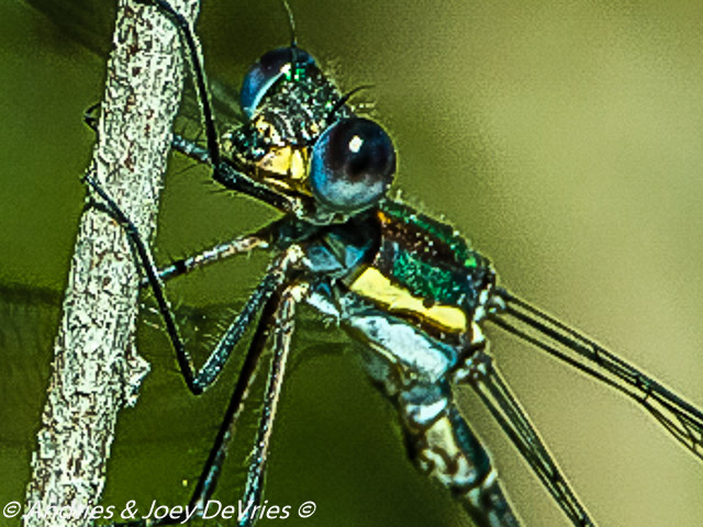 Ecchlorolestes nylephtha, Queen Malachite, Male 107 015 Queen Malachite r 4