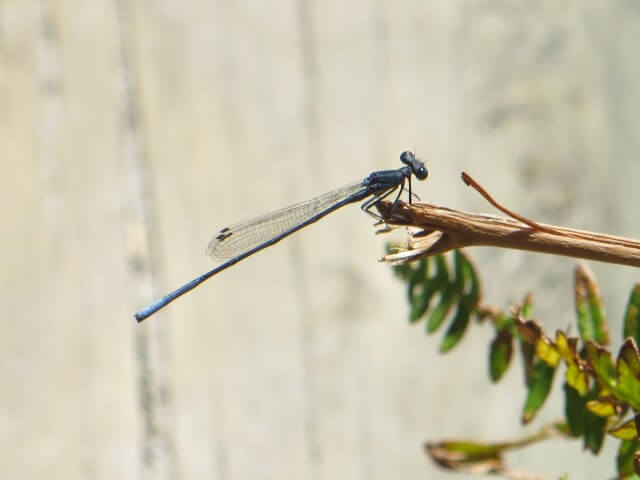 Elattoneura frenulata Sooty Threadtail 103 014 Elattoneura frenulata Sooty Threadtail