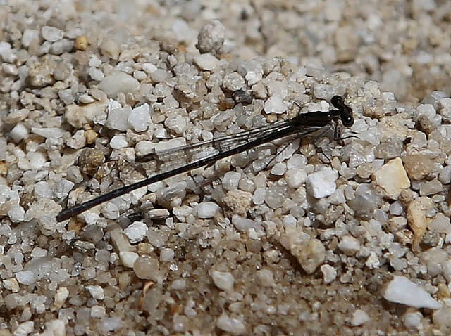 Elattoneura frenulata Sooty Threadtail 117 011 Elattoneura frenulata Sooty Threadtail