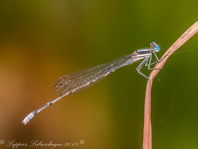 Elattoneura glauca Common Threadtail Male 100 296 Elattoneura glauca Common Threadtail Male Laduma LP RSA Dec 2018r 3