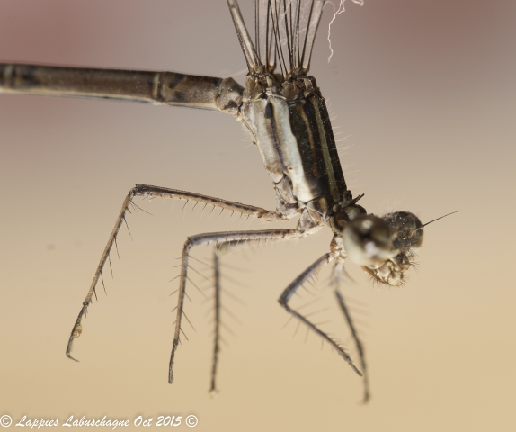 Elattoneura glauca Common Threadtail 100 316 Elattoneura glauca Common Threadtail Female Ezemvelo 1