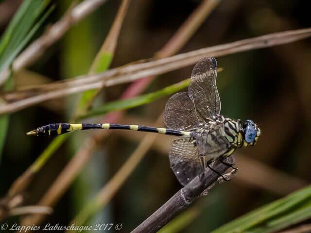 Gomphidia guarrei Southern Fingertail Male Gomphidia guarrei Southern Fingertail Male