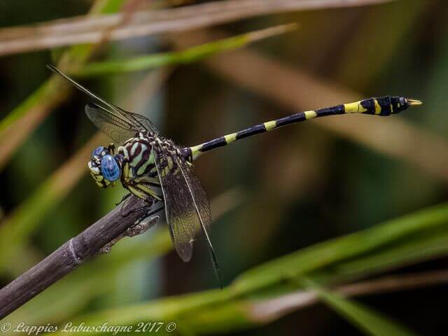 Gomphidia guarrei Southern Fingertail Male 100 1750 Gomphidia guarrei Southern Fingertail Male1 Melkrivier LP RSA JDec 2017r 5
