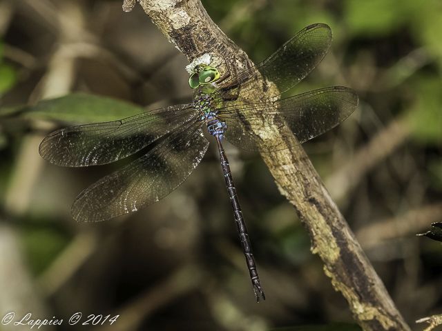 100 944 Gynacantha usambarica Eastern Duskhawker Banga Neck Kosi Bay KZN RSA Mch 2017r 6