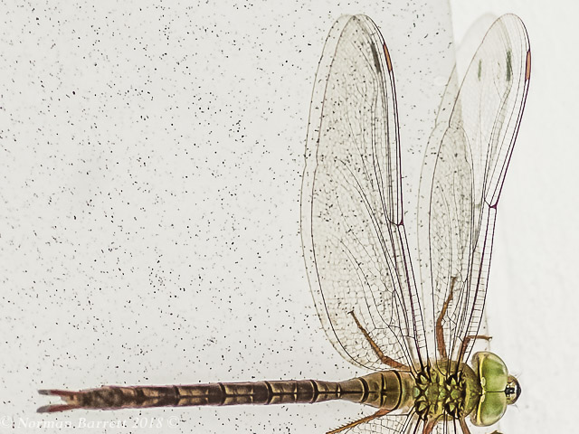Brown Duskhawker, Gynacantha villosa, Female SONY DSC