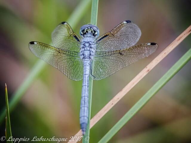 Hemistigma albipuncta Piedspot 100 1205 Hemistigma albipuncta Pied spot Kozi Mch 2017r 4