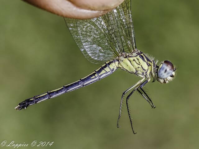 100 2258 Hemistigma albipuncta Pied spot Female Banga Neck Kosi Bay KZN RSA Mch 2017r 2