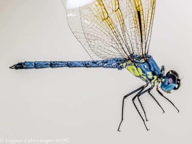 100 2531 Hemistigma albipuncta Piedspot Male Close up Kozibay KZN RSA Mch 2019r 3