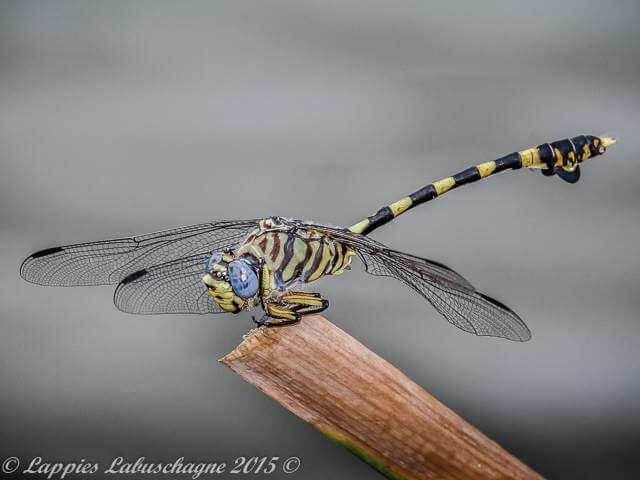 Common Tigertail Ictinogomphus ferox, Male 100 1024 Ictinogomphus ferox Common Tigertail Male Modjadjie kloof Nov 2016r 5