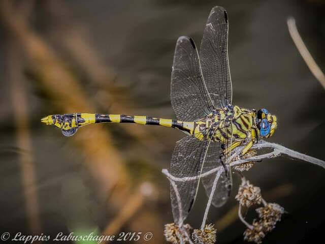 100 550 Ictinogomphus ferox Common Tigertail Female Modjadjie kloof Nov 2016r 6