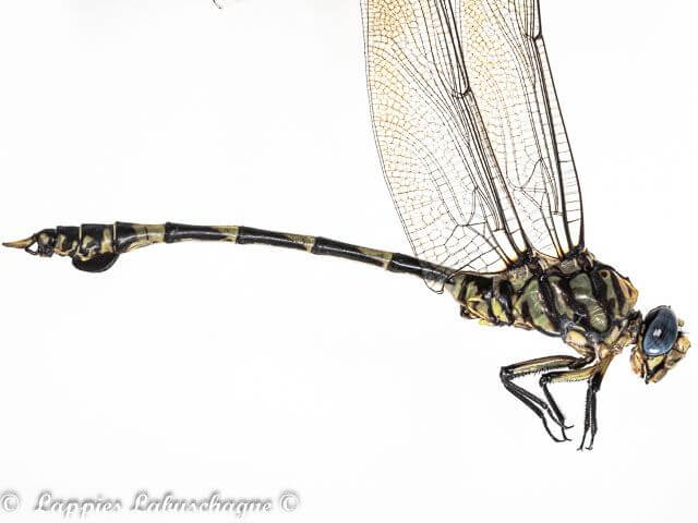 1 4284 Ictinogomphus ferox Common Tigertail M C Kozi Mch 2024r 1