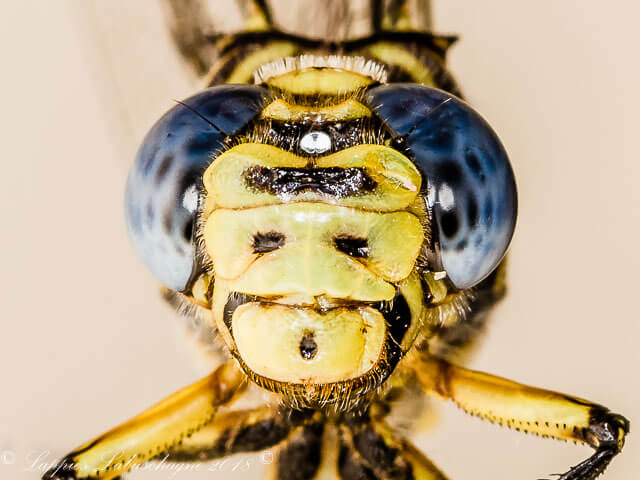 Ictinogomphus ferox, Common Tigertail, Male 100 1031 Ictinogomphus ferox Common Tigertail Male Close up Nwanedi LP RSA Dec 2018r 14
