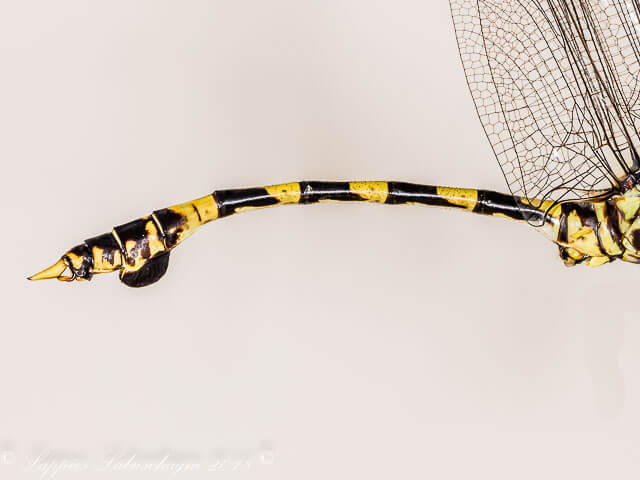 100 1033 Ictinogomphus ferox Common Tigertail Male Close up Nwanedi LP RSA Dec 2018r 21