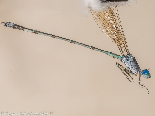 Lestes dissimulans, Cryptic Spreadwing, Old Male 100 091 Lestes dissimulans Cryptic Spreadwing Old Male close up RNR LP RSA Jan 2016r 1