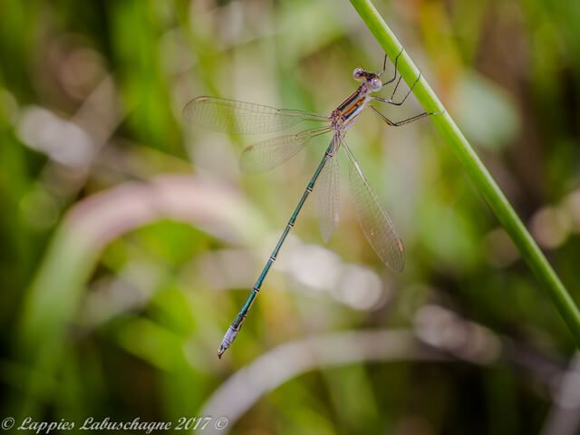 100 344 Lestes plagiatus Highland Spreadwing Male Hertzogberg MP RSA Nov 2017r 4