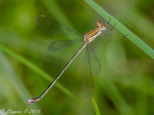 Lestes plagiatus, Highland Spreadwing, Female 100 353 Lestes plagiatus Highland Spreadwing Female Badplaas MP RSA JNov 2016r 4