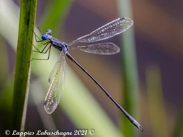 Lestes plagiatus, Highland Spreadwing 100 806 Lestes plagiatus Highland Spreadwing Male Vaalwater LP RSA Mch 2021r 2
