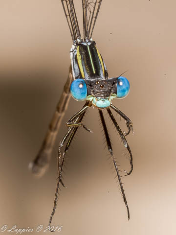 Lestes plagiatus, Highland Spreadwing 100 124 Lestes plagiatus Highland Spreadwing Buffelspoort NP RSA Jan 2016 rr 4 of 17