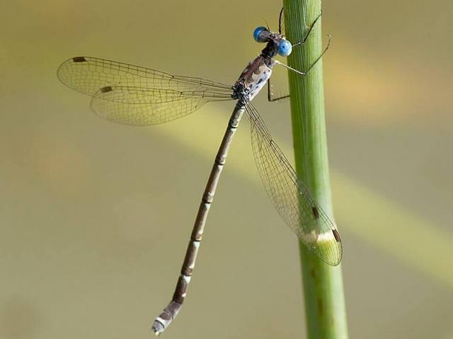 101 060 Lestes tridens Spotted Spreadwing Female Tshipise LP March 2014
