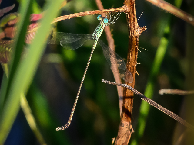 118 001 Lestes uncifer Sickle Spreadwing11 2