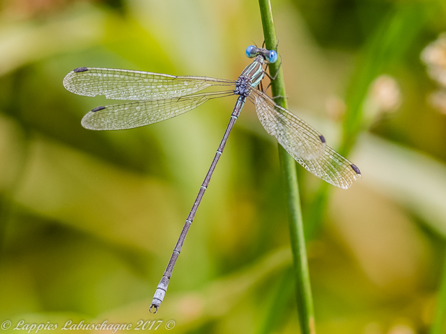 Smokey Spreadwing, Lestes virgatus, Male 100 151 Lestes virgatus Smokey Spreadwing Male Mabusa Nature Reserve MP RSA Dec 2017r 9