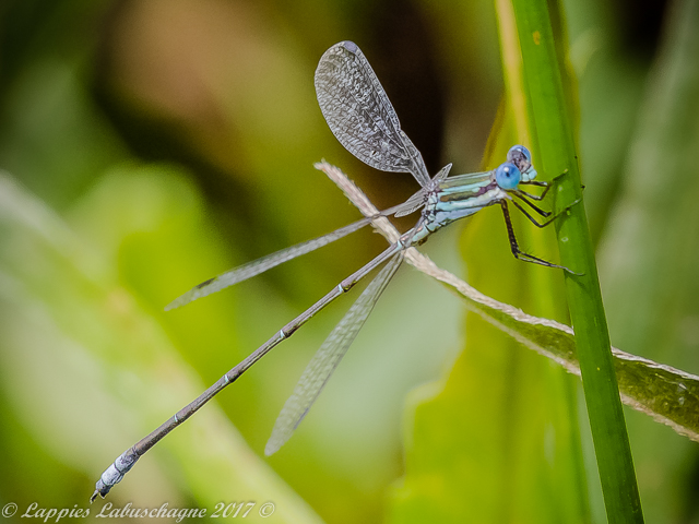 Smokey Spreadwing, Lestes virgatus, Male 100 153 Lestes virgatus Smokey Spreadwing Male Mabusa Nature Reserve MP RSA Dec 2017r 11