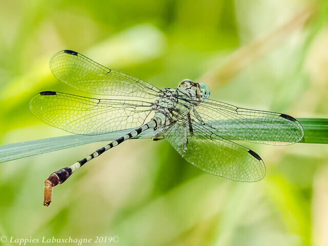 Lestinogomphus angustus Spined Fairytail Male 100 2663 Lestinogomphus angustus Spined Fairytail Male 1 Songimvelo Nature Reserve MP RSA Febr 2019r 2