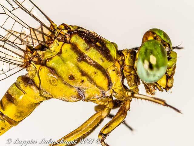 100 3343 Lestinogomphus angustus Spined Fairytail Female Vaalwater LP RSA Mch 2021r 5