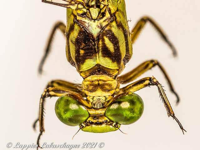 100 3345 Lestinogomphus angustus Spined Fairytail Female Vaalwater LP RSA Mch 2021r 16