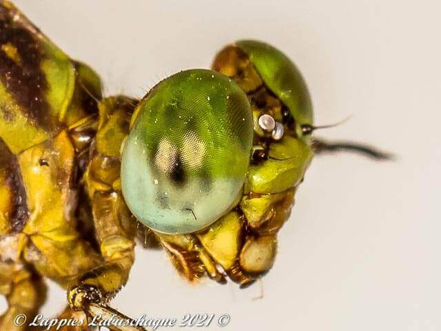 100 3346 Lestinogomphus angustus Spined Fairytail Female Vaalwater LP RSA Mch 2021r 21